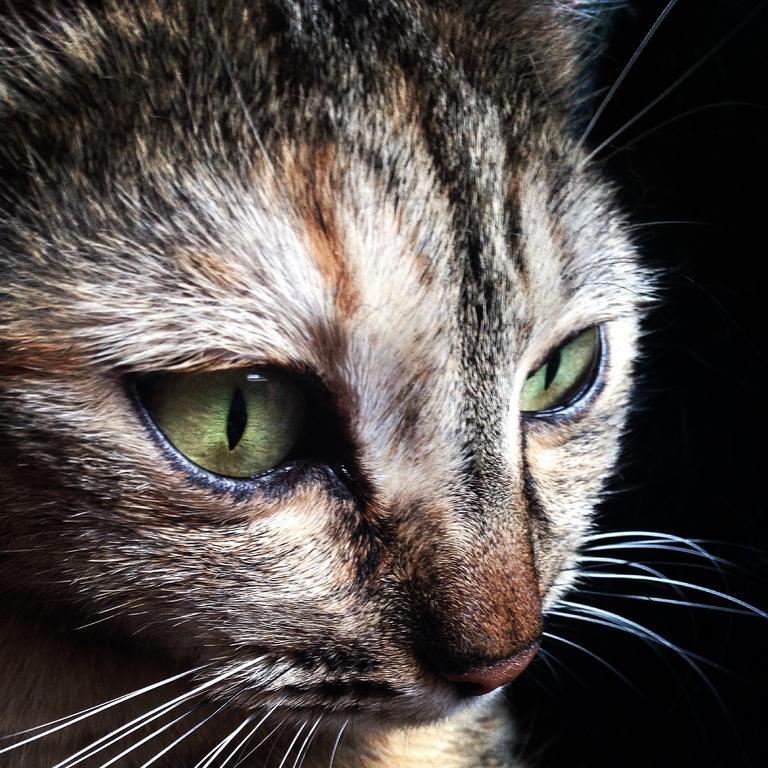 Ca' Dei Gatti Villa Toscolano Maderno Bagian luar foto